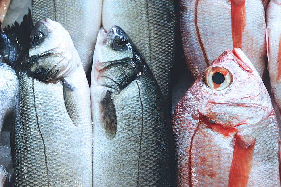 Market Fish, food and Drink, seafood, vertebrate, animal, raw food HD wallpaper