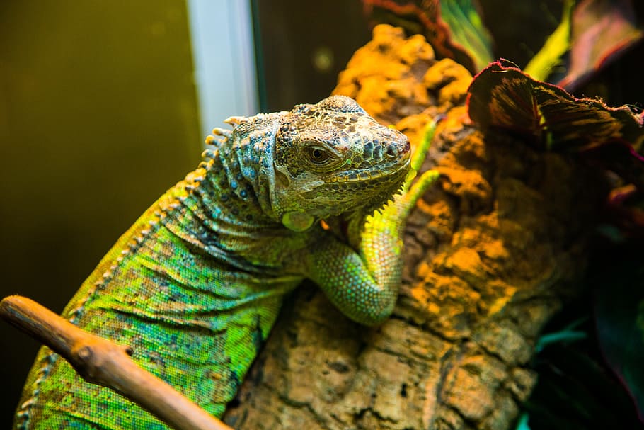 iguana, lizard, reptile, dragon, animals, green, exotic, head HD wallpaper