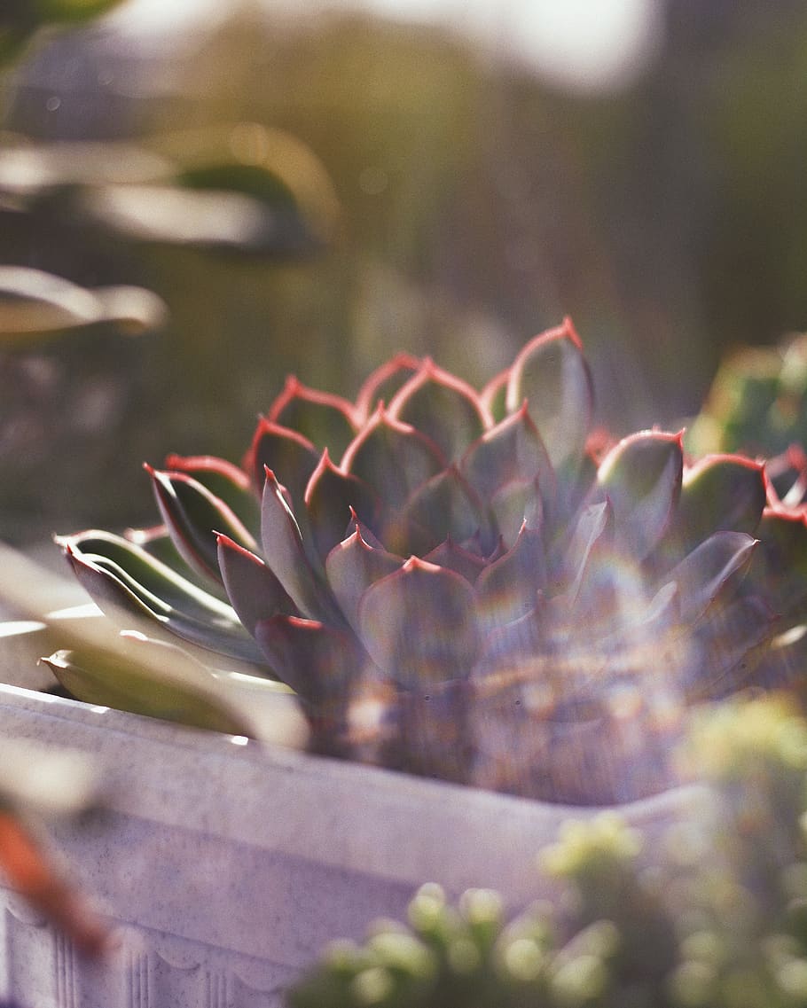 succulent, flower, flora, botanical, glare, bokeh, wallpaper HD wallpaper
