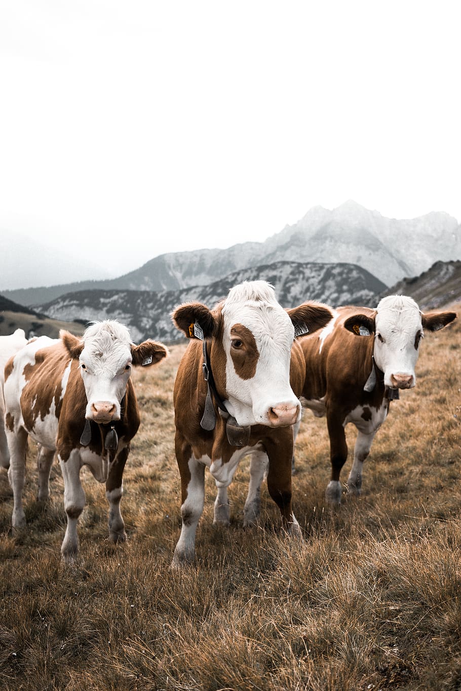 herd of cows, domestic, domestic animals, pets, mammal, animal themes HD wallpaper