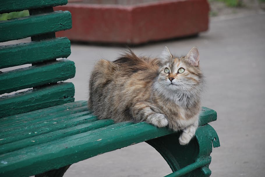 bench, cat, fur, feline, domestic, mammal, domestic animals HD wallpaper
