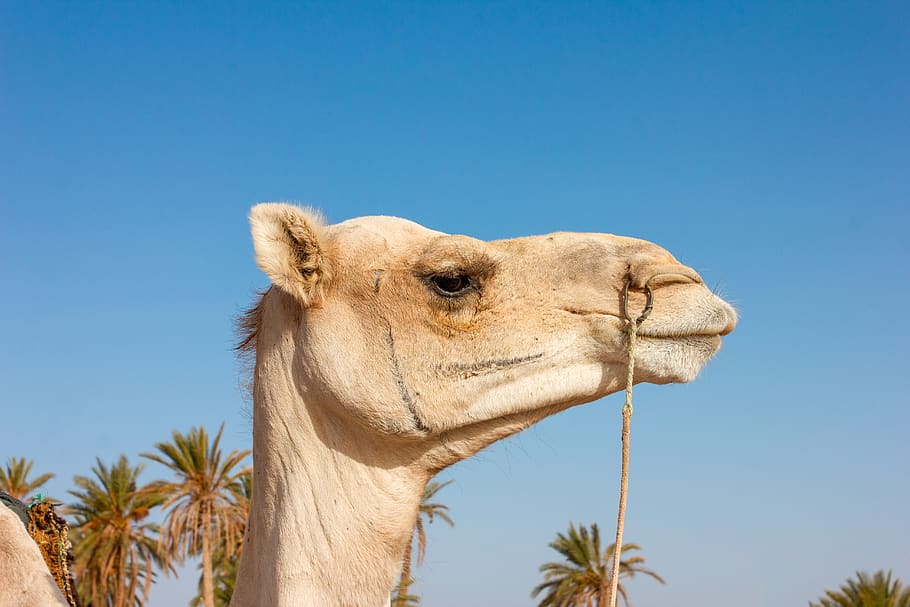 White Camel, animal, Arabian camel, dromedary, livestock, wildlife HD wallpaper
