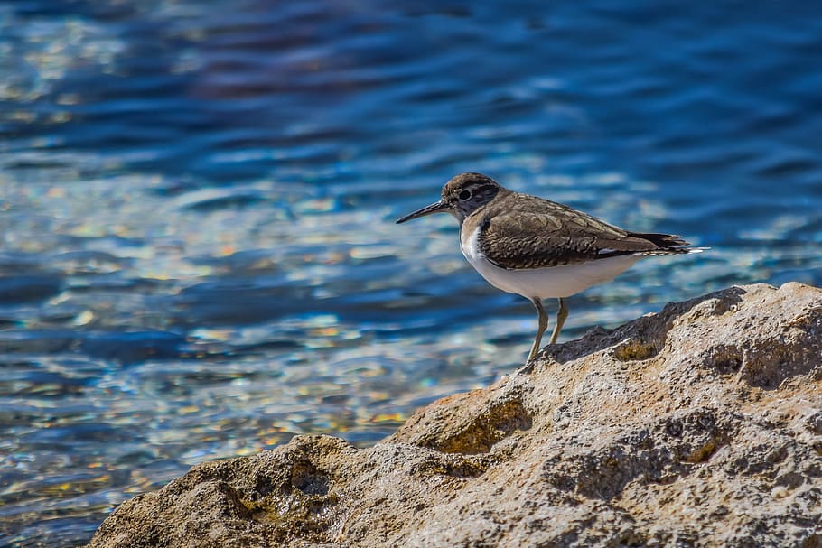 stint, grey, seabird, migratory, nature, wild, fauna, ecosystem HD wallpaper