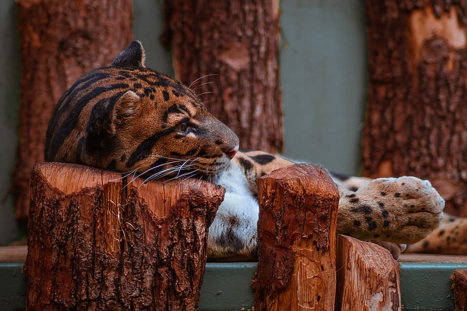 leopard, zoo, animal, predator, hunter, carnivores, cat, nature HD wallpaper