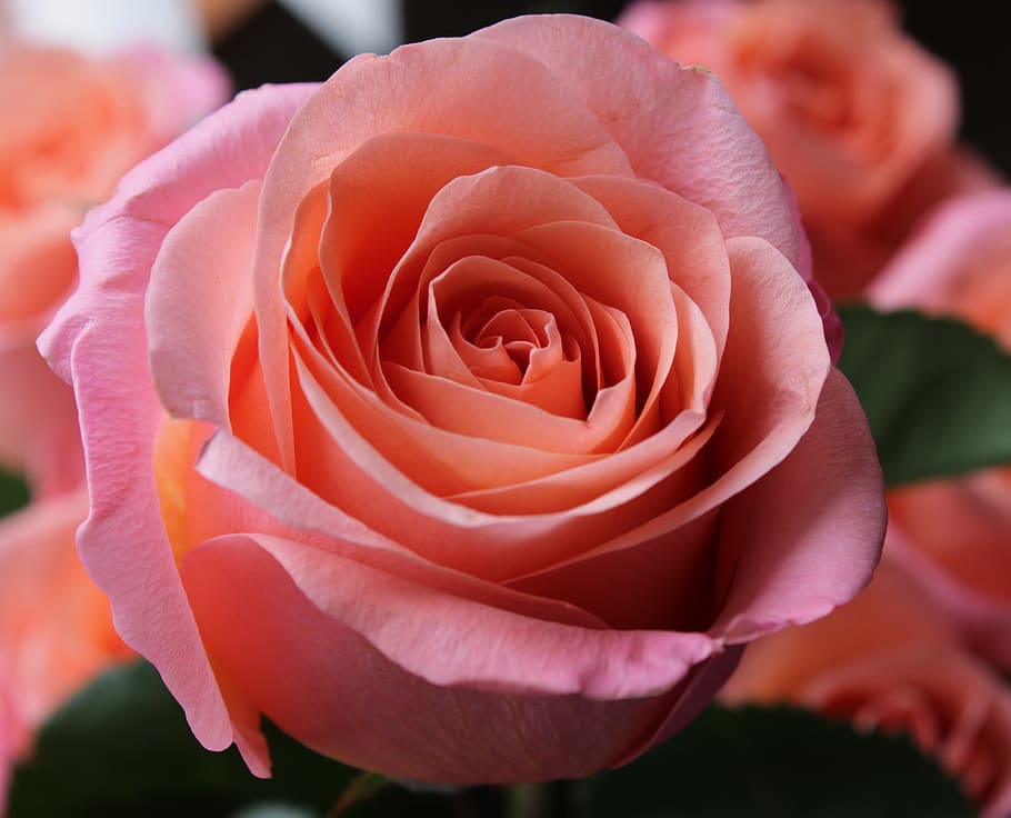 pink rose, background, passion, feeling, flower, bloom, pink roses, HD wallpaper