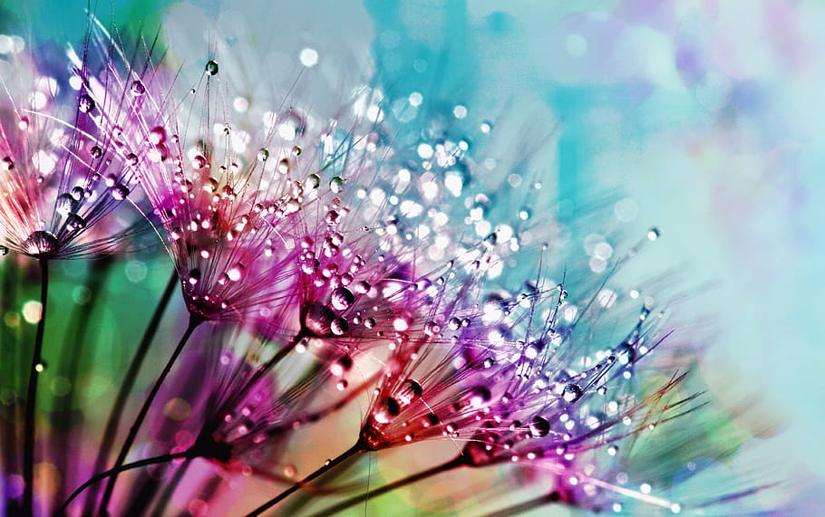 Closeup Photography of Purple Silk Flowers With Dewdrops, beautiful HD wallpaper