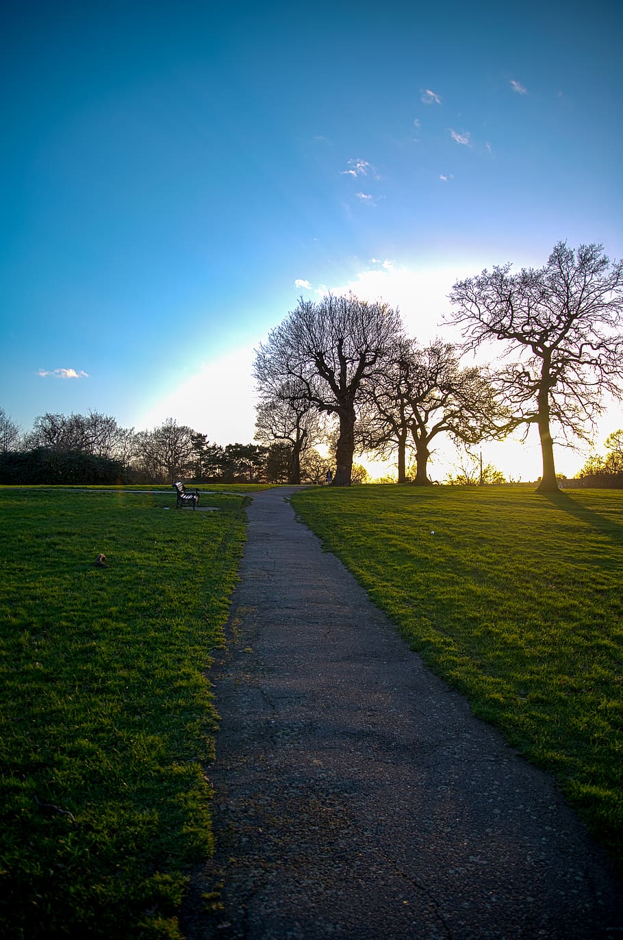 path, plant, grass, tree, human, person, park, walkway, trail HD wallpaper