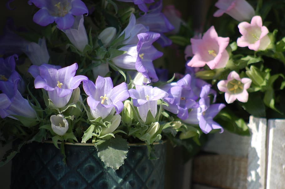 flowers, bloom, spring, flowering plant, freshness, vulnerability HD wallpaper