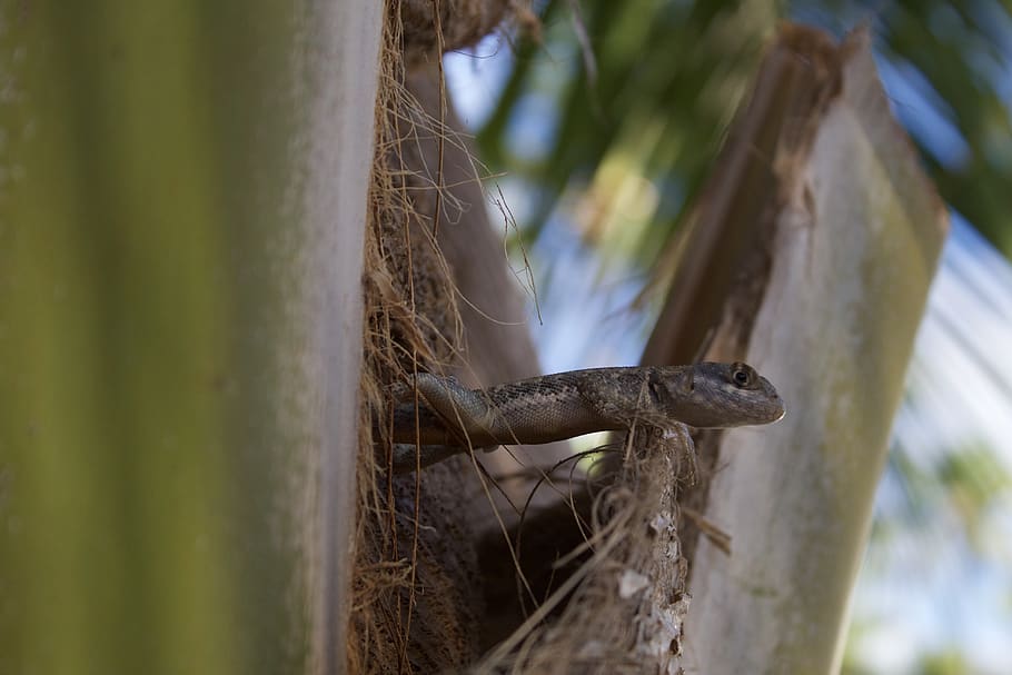 nature, gecko, lizard, reptile, green, creature, image, animal HD wallpaper