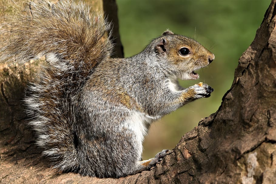 squirrel, feeding, nature, forest tree, wild, wildlife, cute HD wallpaper