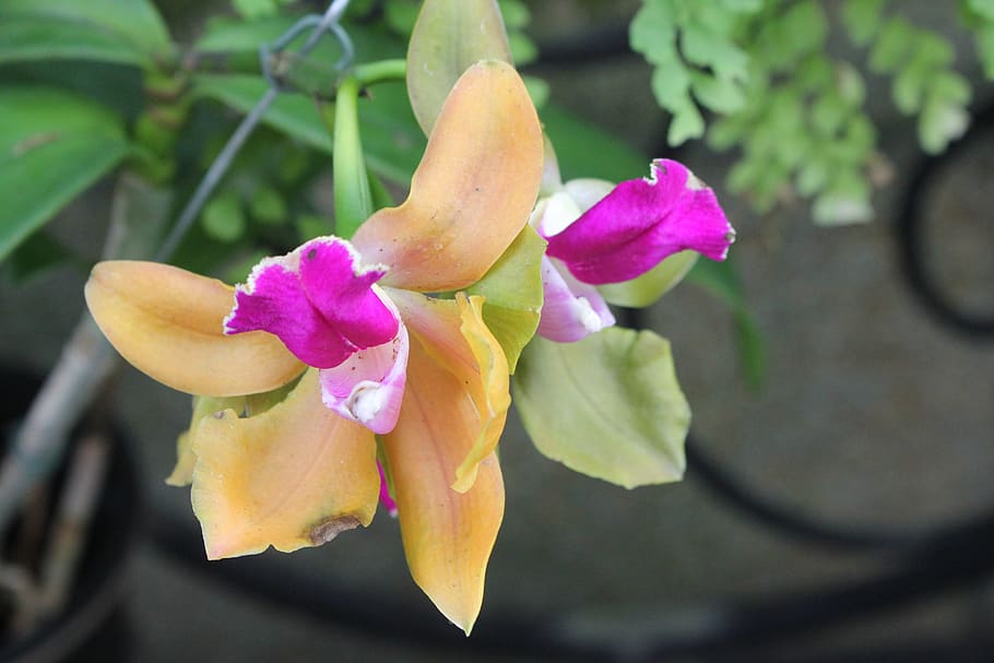 orchid, flower, bloom, flowering plant, beauty in nature, petal, HD wallpaper
