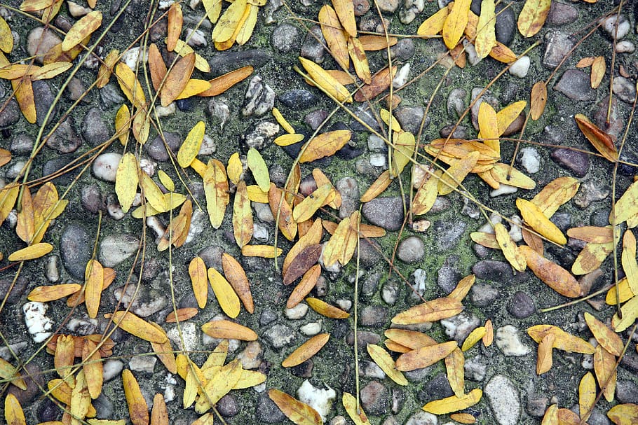 autumn leaves, background, full frame, backgrounds, yellow HD wallpaper