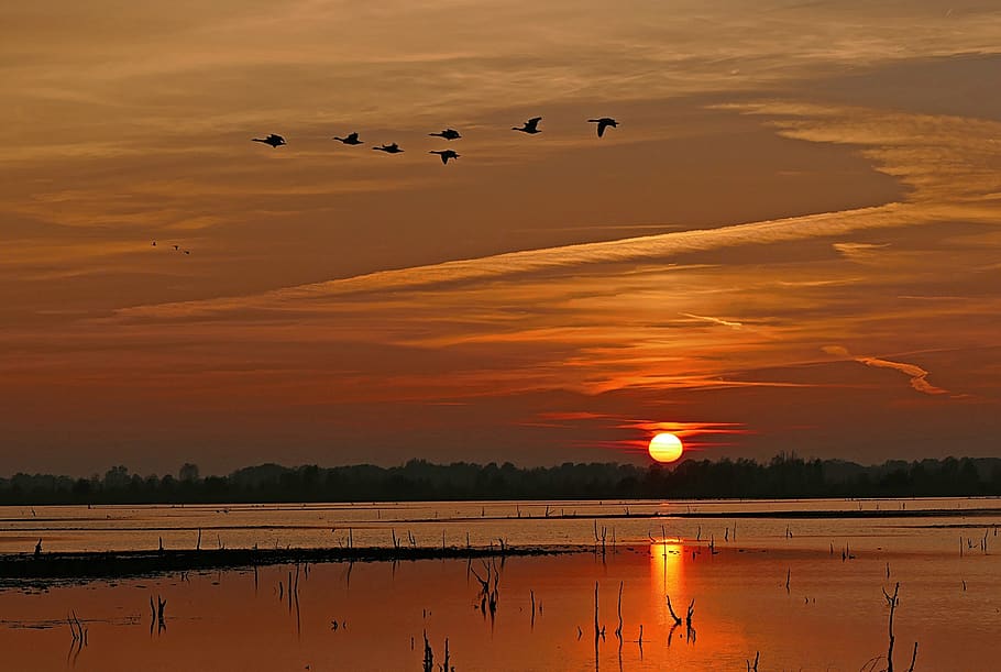 sunset, geese, flying, sky, clouds, silhouettes, nature, outdoors HD wallpaper