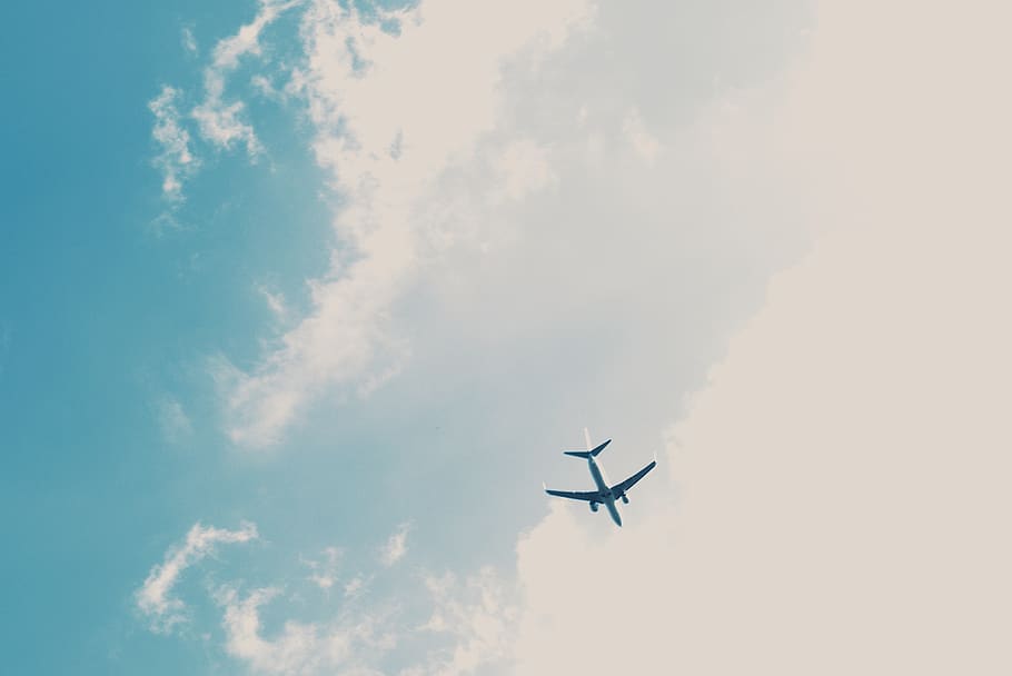 passenger plane under blue sky, bird, animal, flying, transportation HD wallpaper
