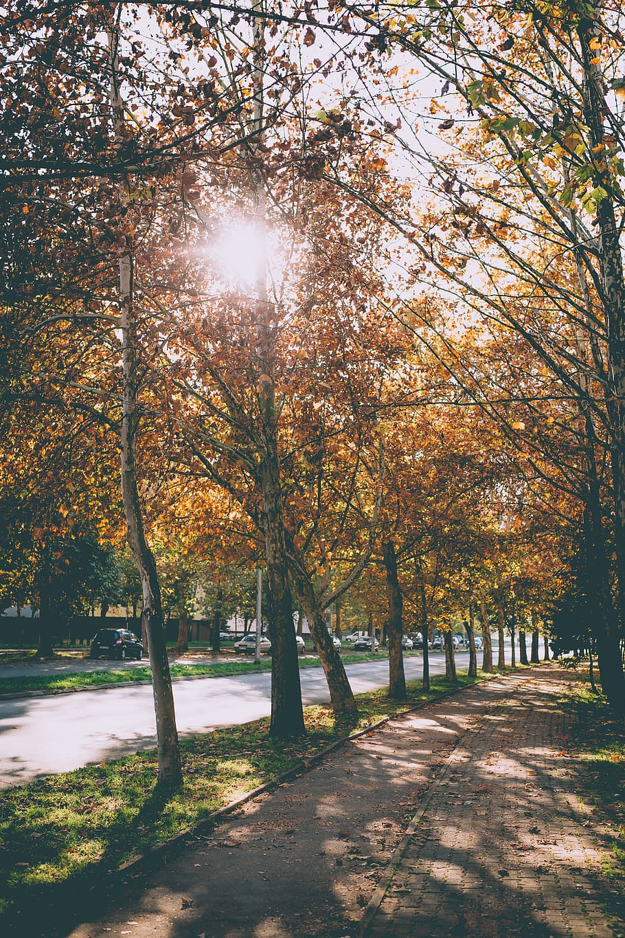 tree, plant, flare, light, sunlight, tree trunk, forest, nature HD wallpaper