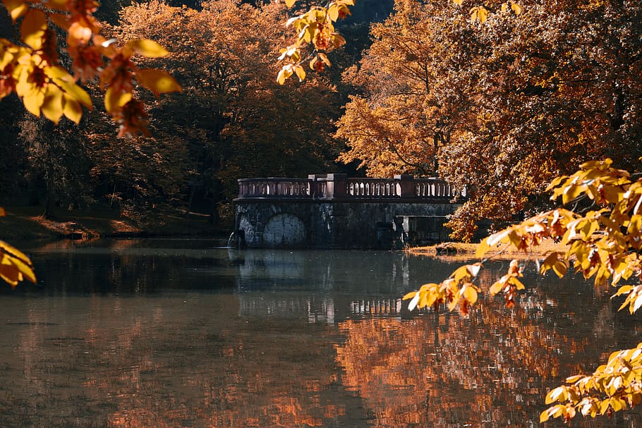 autumn, leaves, nature, tree, fall foliage, fall color, red HD wallpaper