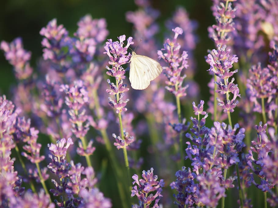 butterfly, insect, summer, flowers, wing, purple, lavender HD wallpaper