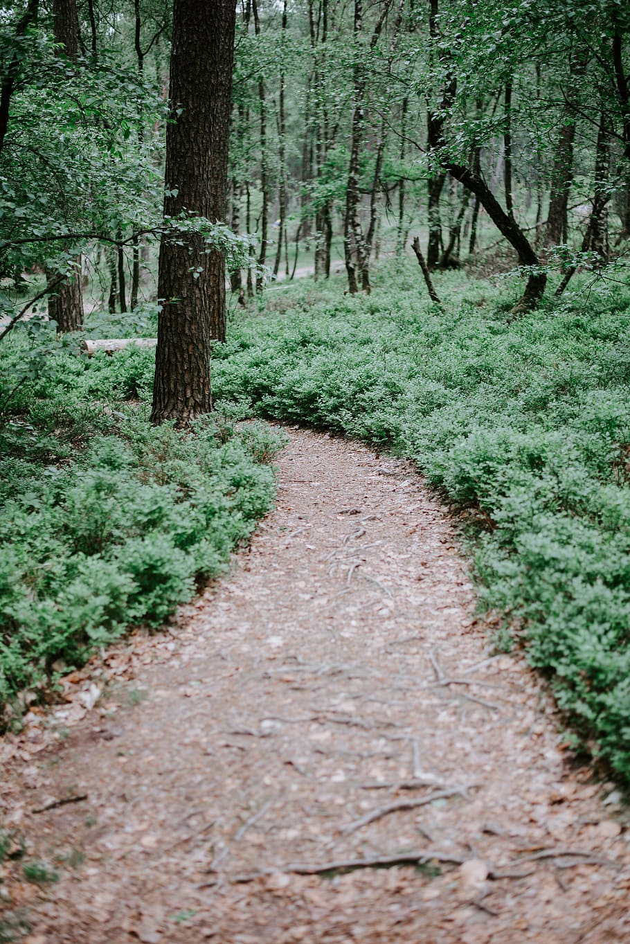 brown pathway between green leafed trees, plant, forest, land HD wallpaper