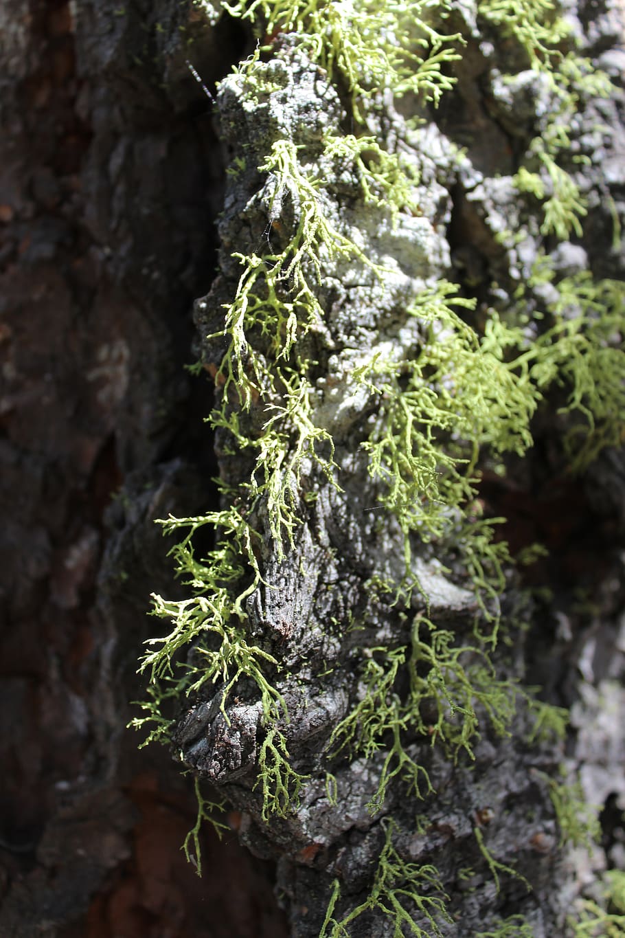 lichen, moss, tree, forest, plant, growth, close-up, no people HD wallpaper