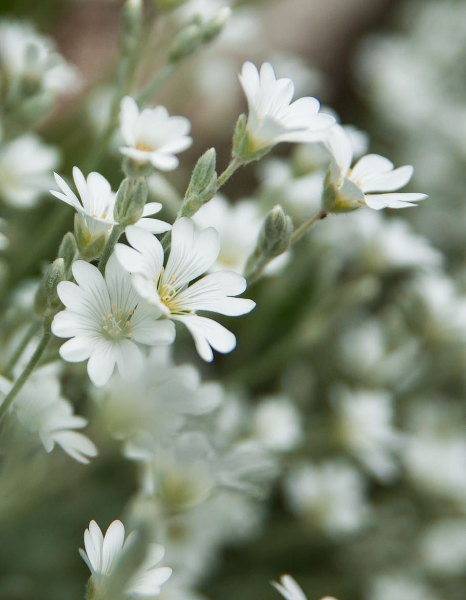 spring, flowers, nature, pink, plant, flora, white, garden HD wallpaper
