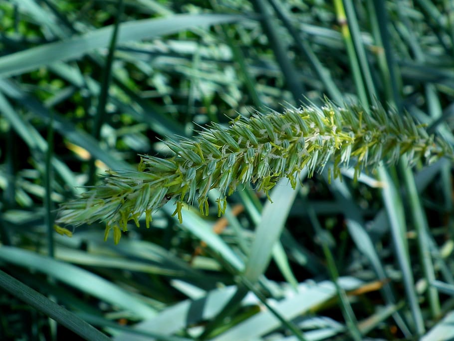 Green Leaf Plant, blur, flora, nature, growth, green color, close-up HD wallpaper