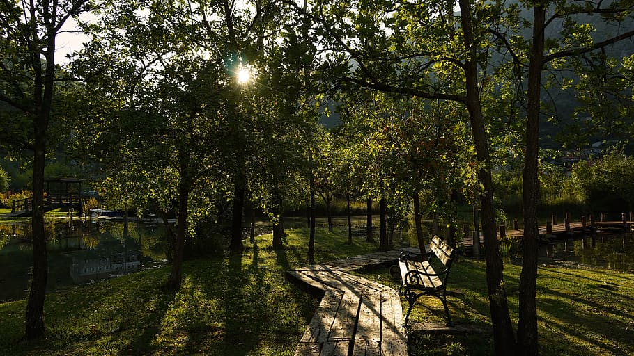 montenegro, morinj, tree, plant, park, growth, nature, park - man made space HD wallpaper