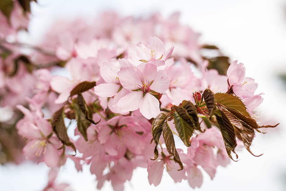 nature, inflorescence, cherry, cherry blossoms, garden, spring HD wallpaper
