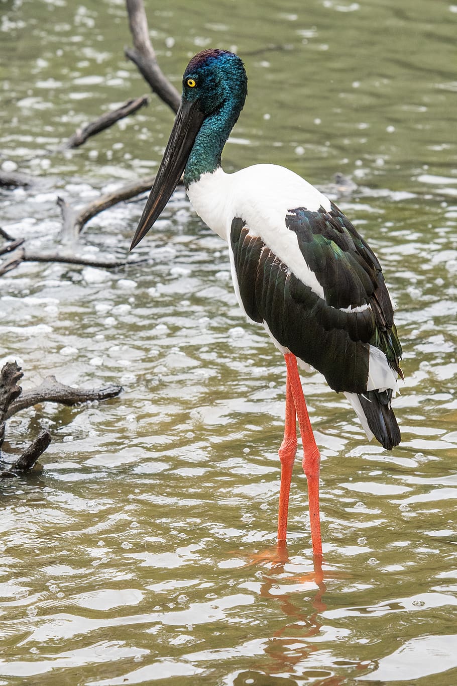 jabiru