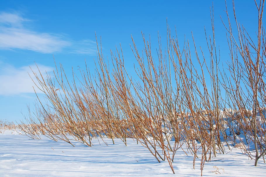 branches, cold, cool, december, ze, frost, frosty, icy, landscape HD wallpaper
