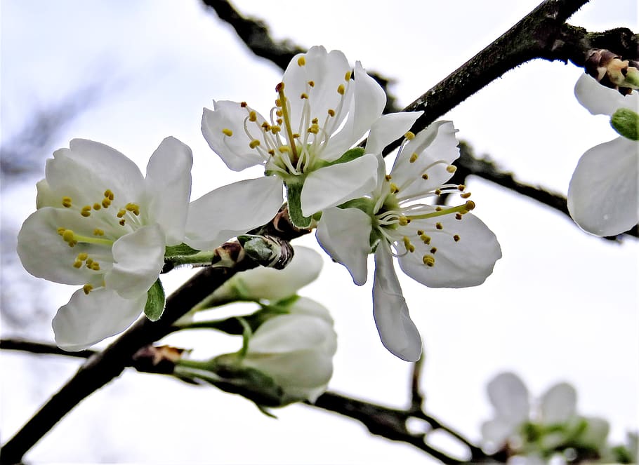 blossom, plum tree, fruit tree, branch, spring, white flowers HD wallpaper