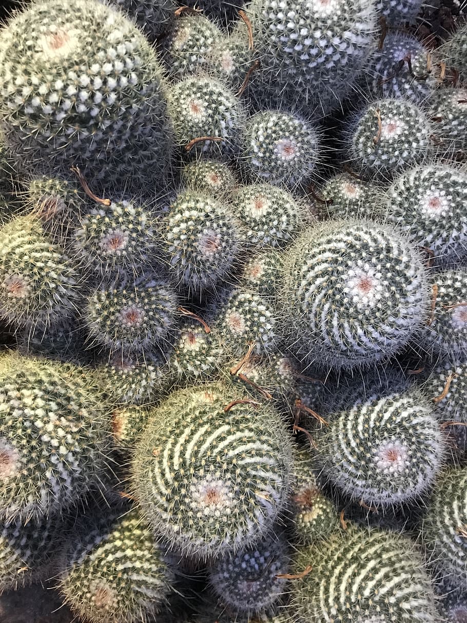 green cactus during daytime, succulent plant, full frame, no people HD wallpaper
