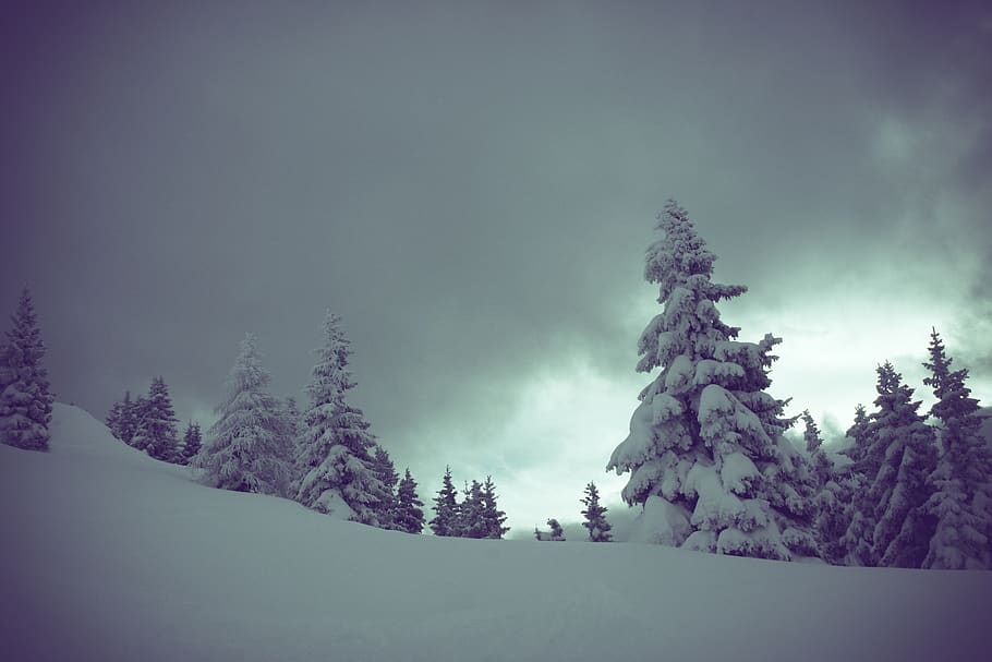 winter, landscape, tree, snowy, snowbound, austria, zillertal HD wallpaper
