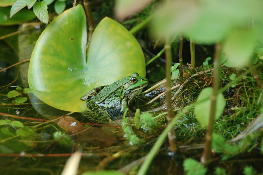 frog, green, pond, nature, animal world, one animal, animal themes HD wallpaper
