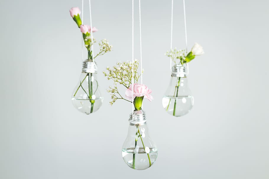 three pink petaled flowers in clear glass bulb vases, lightbulb, HD wallpaper