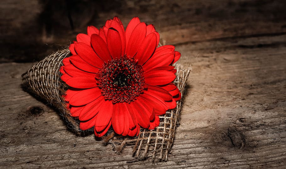 flower, red, nature, fresh, freshness, flowering plant, petal HD wallpaper