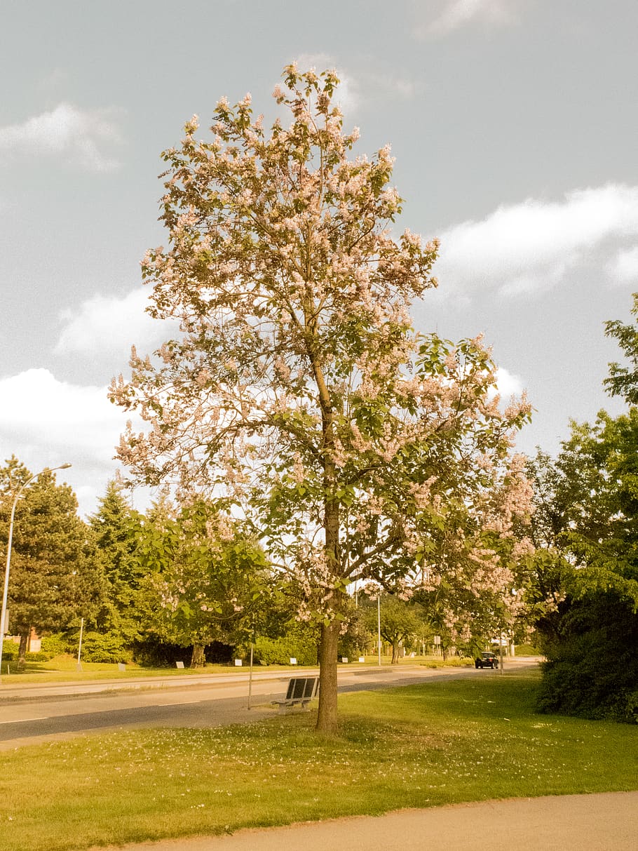 tree, parc, new westminster, plant, beauty in nature, growth HD wallpaper
