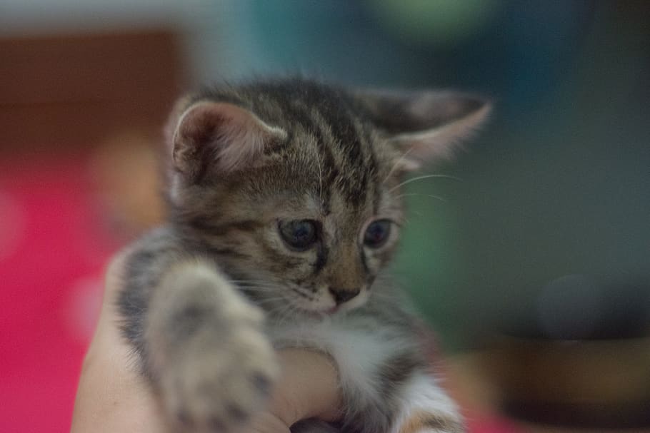 kittycat, kitten, animal, animals, pets, the sleeping, young animal HD wallpaper