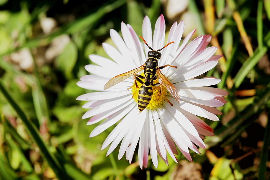Close-up of Bee Pollinating on Fresh Flower, animal, beautiful HD wallpaper