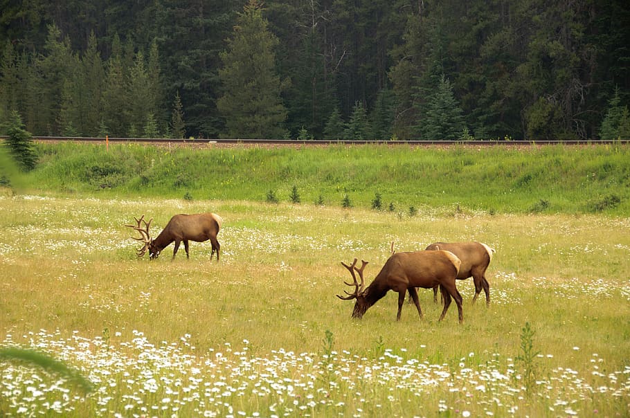 banff, canada, elk, plant, mammal, animal, animal themes, animal wildlife HD wallpaper