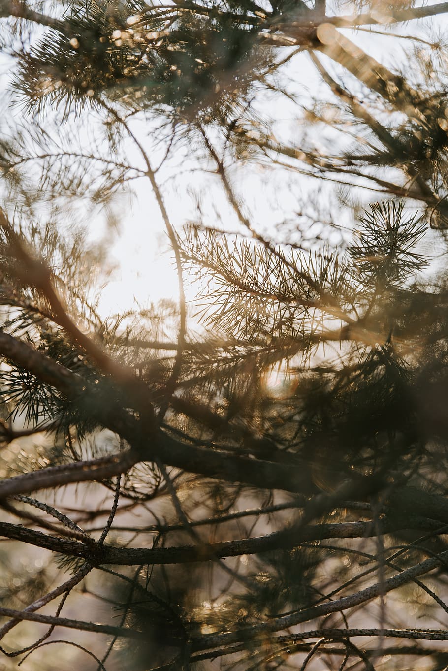 pine tree, plant, branch, growth, nature, no people, day, selective focus HD wallpaper
