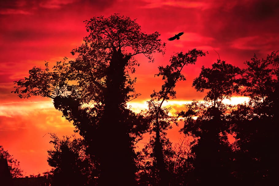 tree, silhouette, branch, sunset, sky, evening, evening sky HD wallpaper