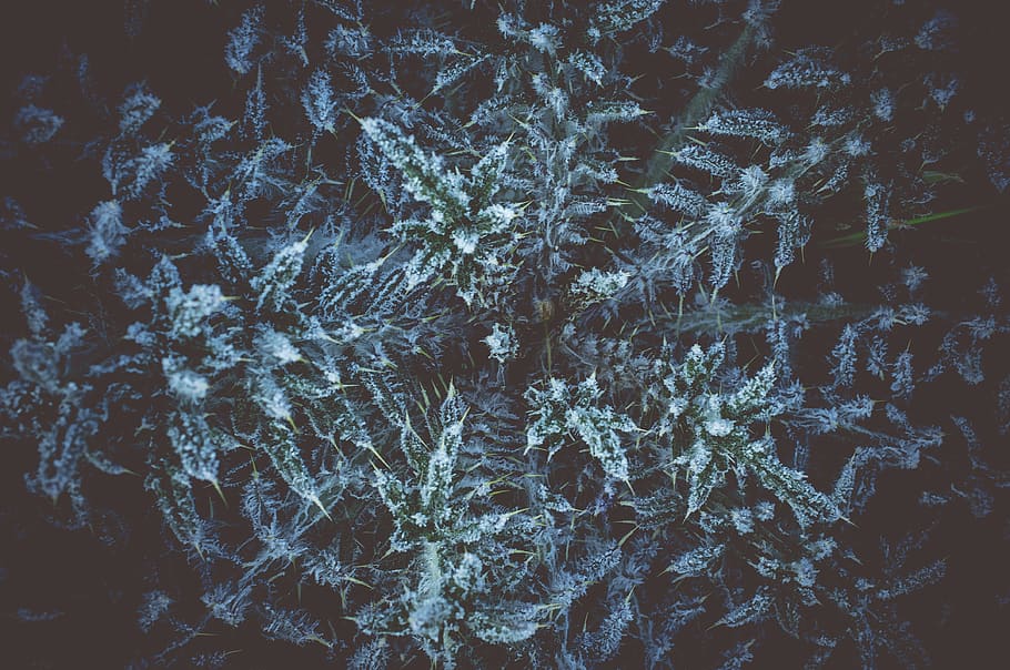 ice cold, morning, wet, frozen, grass, plant, full frame, backgrounds HD wallpaper
