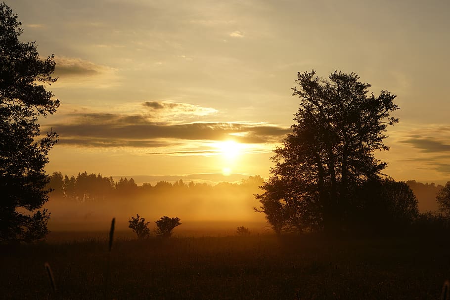 sunset, dawn, tree, nature, fog, sky, plant, beauty in nature HD wallpaper