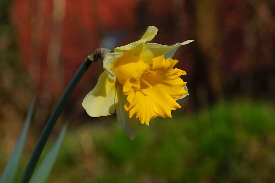 daffodils, osterglocken, spring flowers, yellow, narcissus pseudonarcissus HD wallpaper