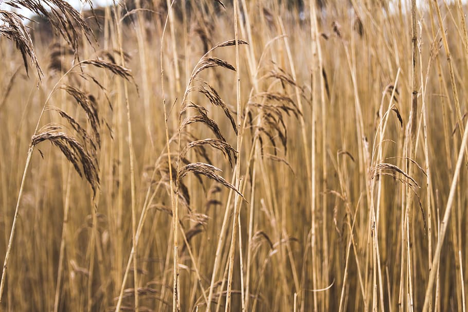 Brown Grass, crop, dry, farm, field, pasture, plant, rural, agriculture HD wallpaper
