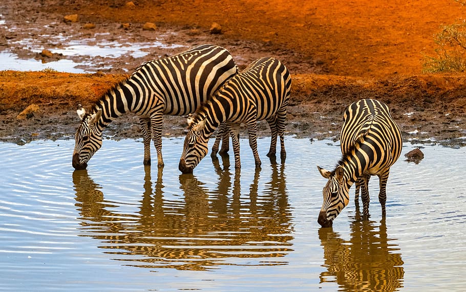 africa, kenya, safari, animal world, nature, landscape, wilderness, HD wallpaper