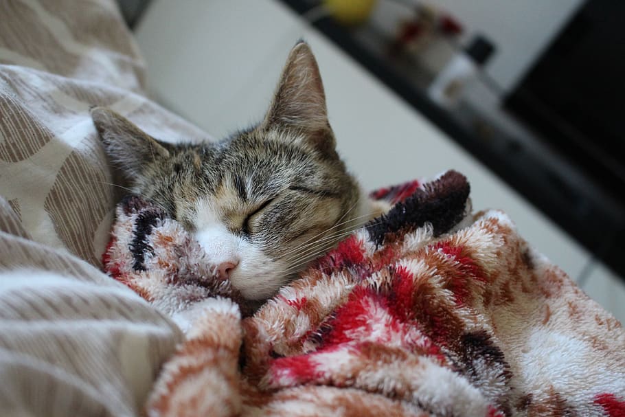 cat, sleeping cat, fluffy cat, pet, animals, grey cat, gray cat HD wallpaper