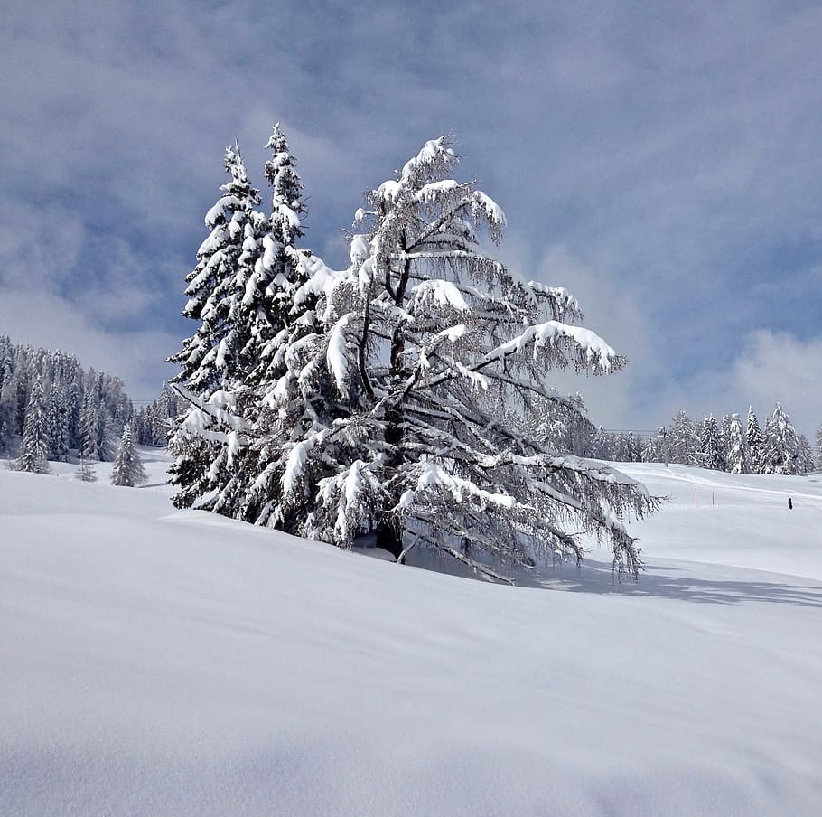 tree, plant, abies, fir, nature, outdoors, snow, ice, austria HD wallpaper