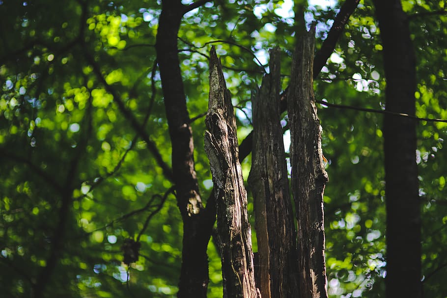 Dead tree, bark, branch, daylight, environment, flora, forest HD wallpaper