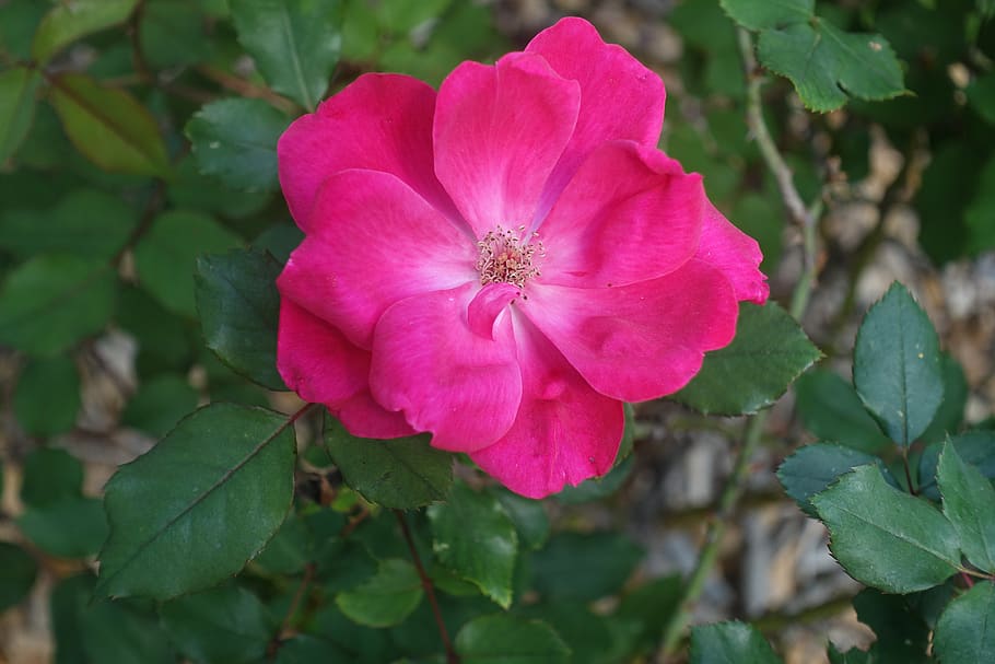 red, rose, flower, flora, nature, garden, petal, fragility HD wallpaper